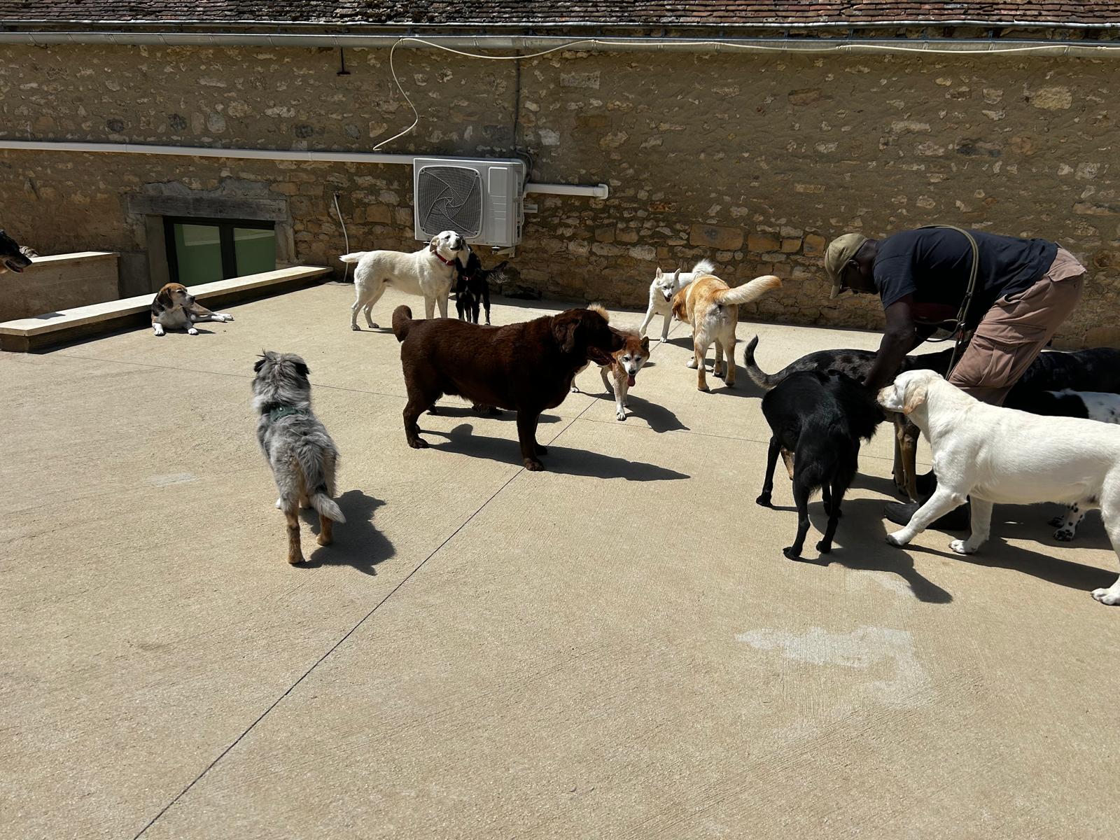 Groupe de chiens pendant une sortie en extérieur