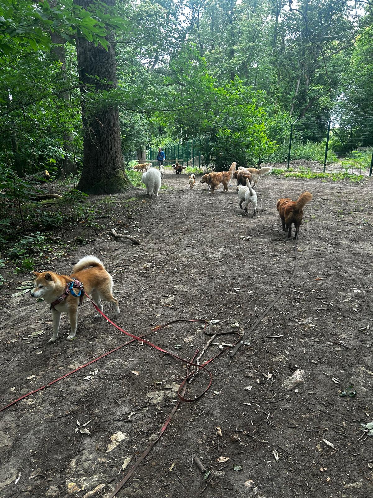 Balade en forêt avec plusieurs chiens