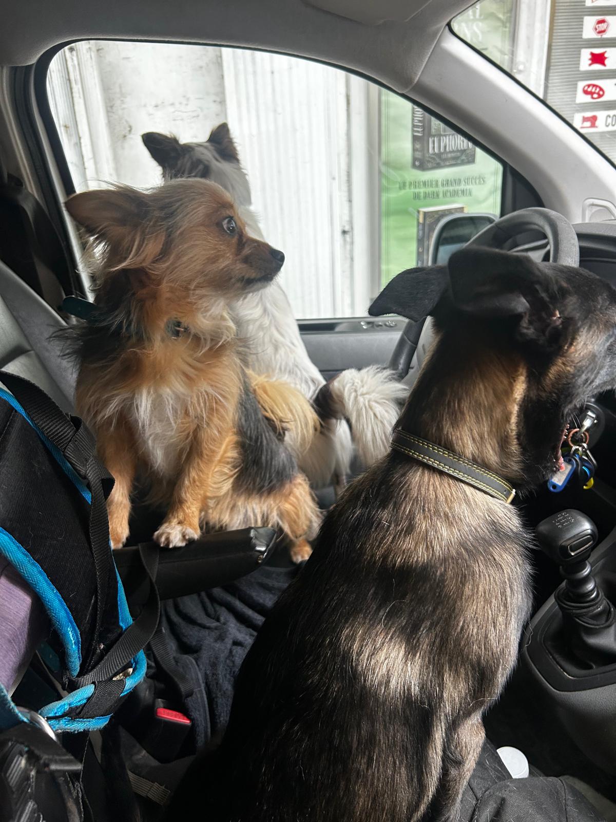 Deux chiens prêts pour une sortie Chez Baloo