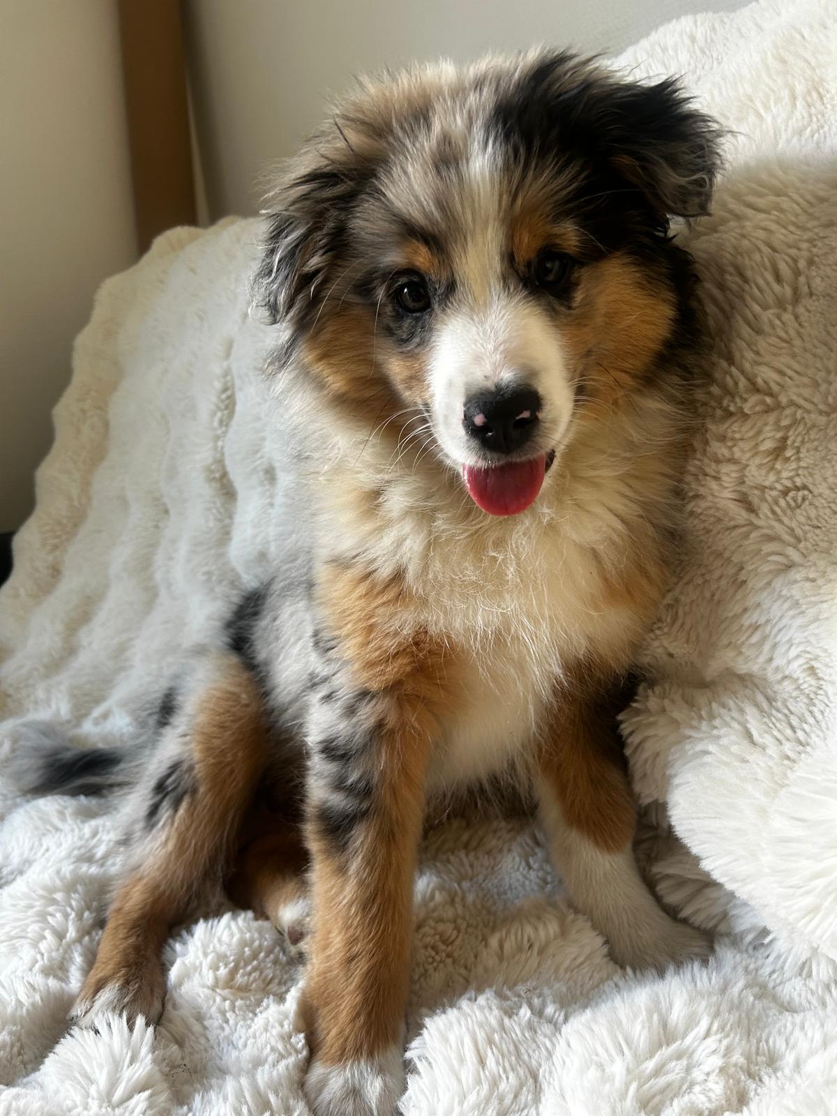 Chiot accueilli dans un espace confortable