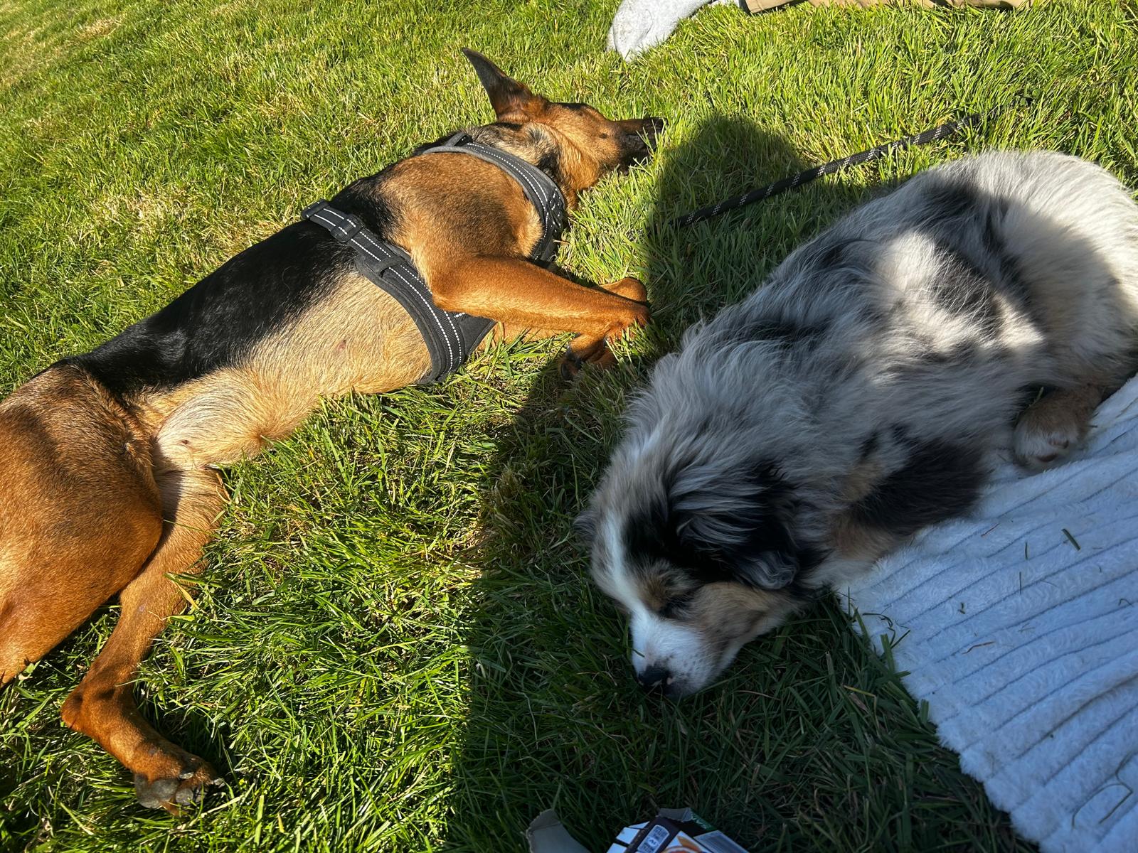 Deux chiens en promenade