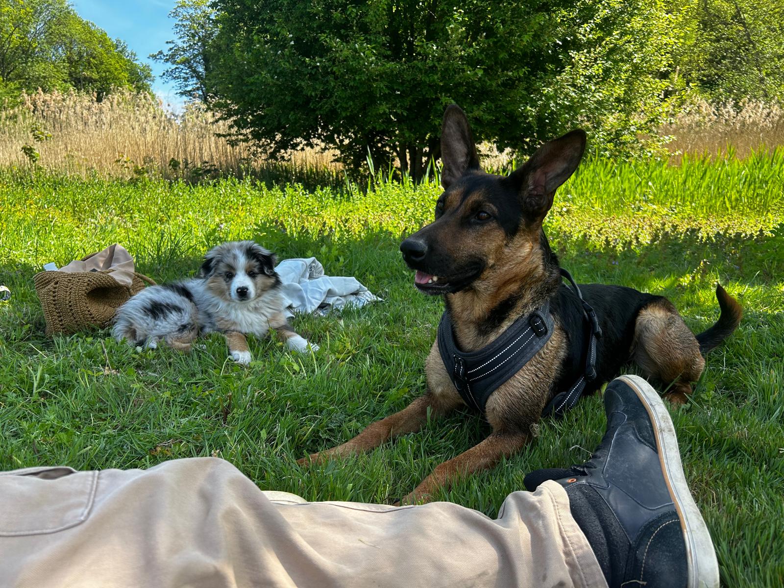 Chiens qui profitent du jardin Chez Baloo