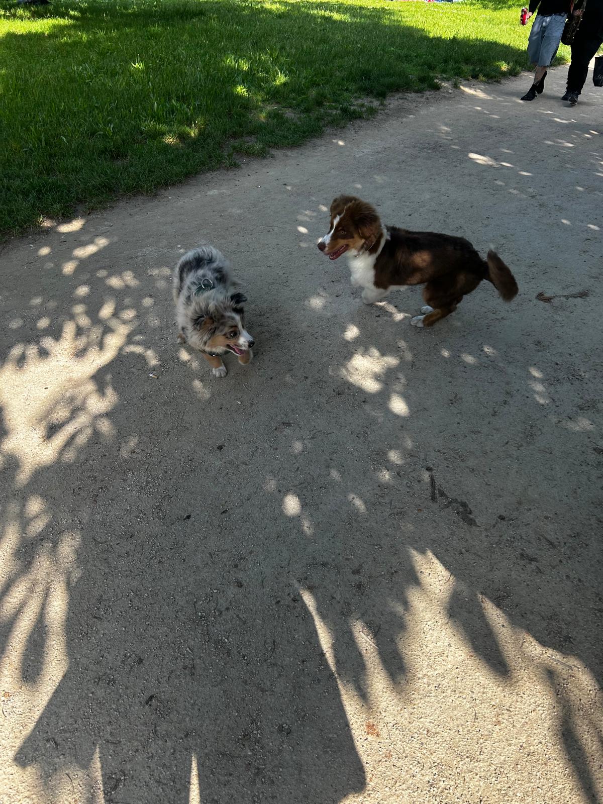 Chiens au repos pendant une garde Chez Baloo